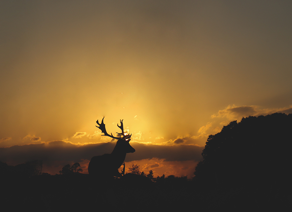 Deer in sunset
